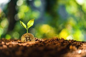bitcoin tillväxt, bitcoin mynt på marken och löv växer. foto