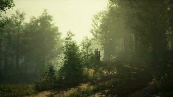 en dimmig skog landskap med tät träd foto
