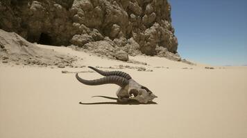 ett djur- skalle om i de sand nära en berg foto