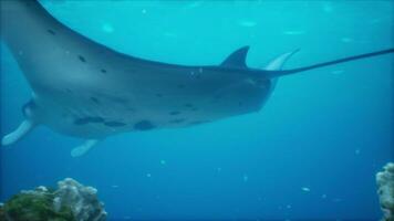 manta stråle filtrera matning ovan en korall rev i de blå komodo vattnen foto