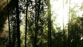 bambu skog som visar av dess grönska foto