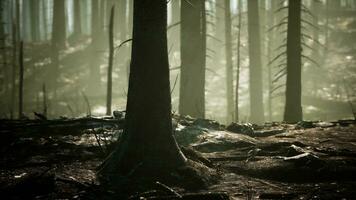 skog med rök Arter brand foto