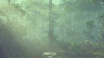 frodig tropisk regn skog tak i costa rica foto