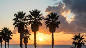 palmträd på stranden mot färgglad solnedgångshimmel med moln. Tel Aviv, Israel. foto