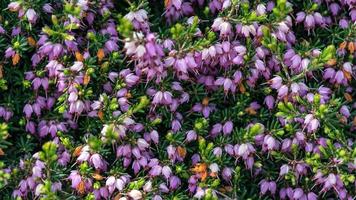fantastisk blomma av erica på krim foto