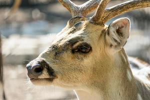 närbild fläckig chital rådjur i en park yarkon tel aviv, israel foto