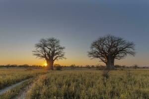 Sol starburst på soluppgång på baines baobab campingplats foto