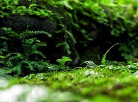 friskhet små ormbunksblad med mossa och alger i den tropiska trädgården