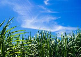 solljus och blå himmel över sockerrörsgården foto