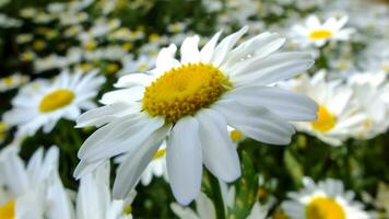 närbild skott av vit daisy i en trädgård med daisy på suddig bakgrund. daisy blomma begrepp. bellis perennis blomma med vit kronblad och gul Centrum. selektiv fokus.brus och spannmål ingår. foto