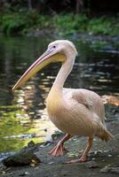 vit pelikan på de sjö, pelecanus onokrotalus foto