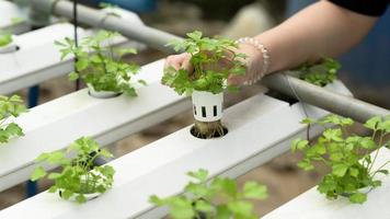 en ung kvinna bonde odlar hydroponics grönsaker i ett växthus. foto