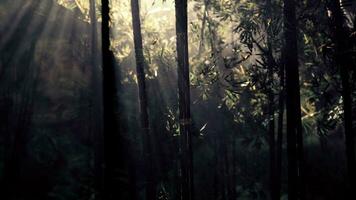 lanscape av bambu träd i tropisk regnskog foto