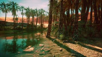 öken- oas bland de sanddyner foto