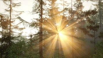 de ljus Sol strålar av de solnedgång kommande från mellan de träd grenar foto