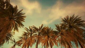 handflatan träd och blå himmel på tropisk kust foto