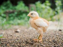en kyckling bebis i de trädgård foto