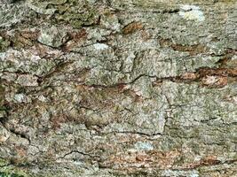 träd bark textur, träd trunk, grov bark, trä planka textur för textur bakgrund trä arbete foto