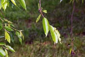 ung grön löv av småfiléad körsbär, prunus serrulat. vår grön lummig bakgrund foto