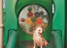 Lycklig brun kort hår chihuahua hund Sammanträde på lekplats Utrustning, ser i sidled. foto