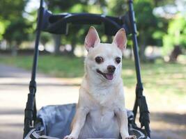 Lycklig brun kort hår chihuahua hund stående i sällskapsdjur sittvagn i de parkera. leende och ser på kamera. foto