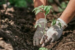 plantering tomat plantor med de händer av en försiktig jordbrukare i deras trädgård foto