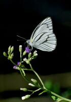 skön fjäril i natur, natur bilder, skönhet i natur, fräschhet, fotografi foto