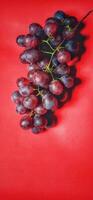 porträtt av nyligen plockade vitis vinifera frukt från de trädgård, fotograferad från en hög vinkel se och isolerat på en röd bakgrund foto