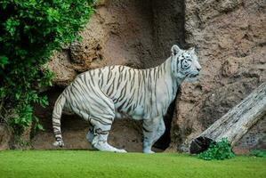 en vit tiger stående på en sten i en Zoo foto