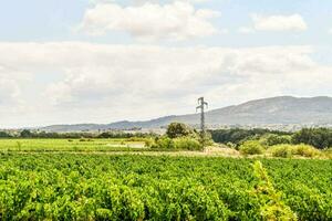 en vingård fält med en kulle i de bakgrund foto