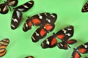 en grupp av fjärilar på en grön bakgrund foto