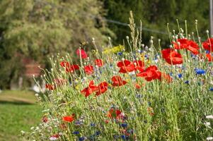 blommor i vallorcine i haute savoie , Frankrike foto