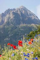 blommor i vallorcine i haute savoie , Frankrike foto