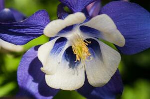 blommor i loire foto