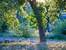 loire i Frankrike foto