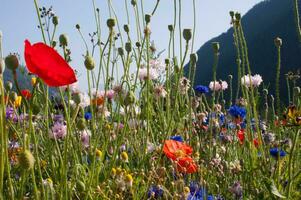 blommor i vallorcine i haute savoie , Frankrike foto