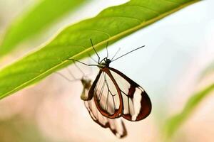 fjärilar är hängande från en blad foto