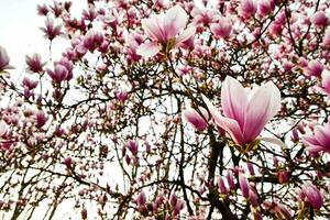magnolia träd i blomma foto