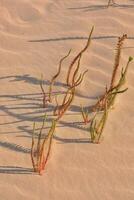 växter växande i de sand i de öken- foto