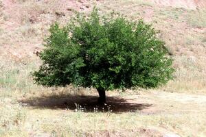 ett av de mest skön och härdig träd i kurdistan den där har överlevde de hetaste sommar säsong foto