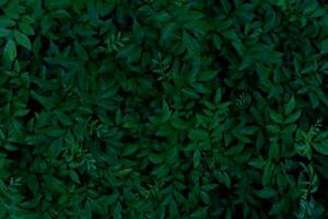 grön löv bakgrund.grön löv med kopia utrymme.de är Färg tona mörk i de morgon.tropiskt växt i thailand, miljö, bra air, fresh.photo begrepp natur och växt. foto