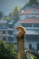 bild av de toque makak är en rödaktig brun färgad gammal värld apa endemisk till sri lanka foto