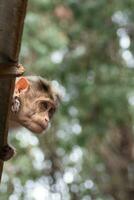 rhesus apa Sammanträde och ser runt om foto