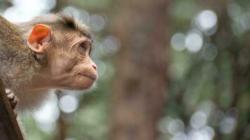 rhesus apa Sammanträde och ser runt om foto