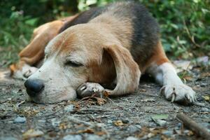 närbild ett gammal beagle hund om ner på de jord. foto