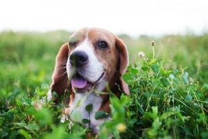 huvud skott ,närbild på ansikte en söt beagle hund liggande på de gräs fält, skytte med en grund djup av fält. foto