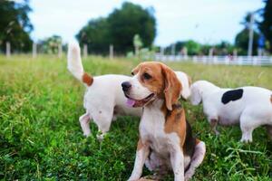 porträtt av en söt beagle hund Sammanträde på de gräs fält. foto