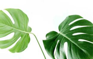 monstera blad, tropisk botanisk växt i eleganta dekorativ design isolerat på tömma bakgrund foto