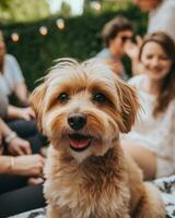 ai genererad hund djur- husdjur glad vuxen valp söt lycka horisontell natur roligt Lycklig foto