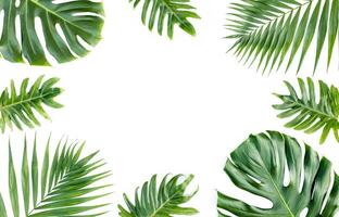 monstera blad, tropisk botanisk växt i eleganta dekorativ design isolerat på tömma bakgrund foto